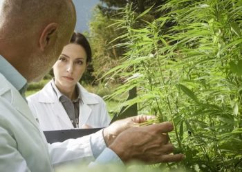 Sativa or Indica: Understanding the Differences