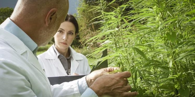 Sativa or Indica: Understanding the Differences