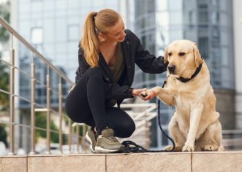 The Cost of Professional Dog Training
