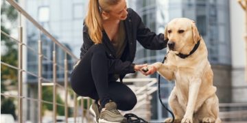The Cost of Professional Dog Training