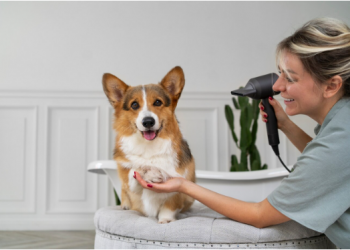 Unveiling the Magic: Understanding How Dog Grooming Works in Boca Raton