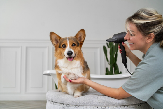Unveiling the Magic: Understanding How Dog Grooming Works in Boca Raton