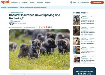 What to Know About Spaying or Neutering a Puppy