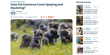 What to Know About Spaying or Neutering a Puppy