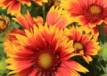 How to Create a Low Maintenance Perennial Garden