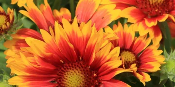 How to Create a Low Maintenance Perennial Garden